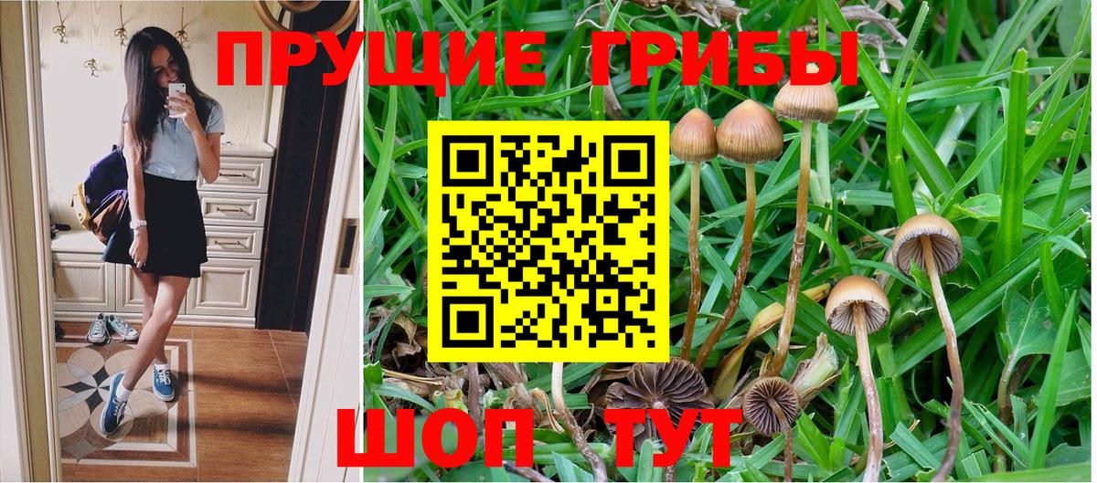 Псилоцибиновые грибы GOLDEN TEACHER Сегежа